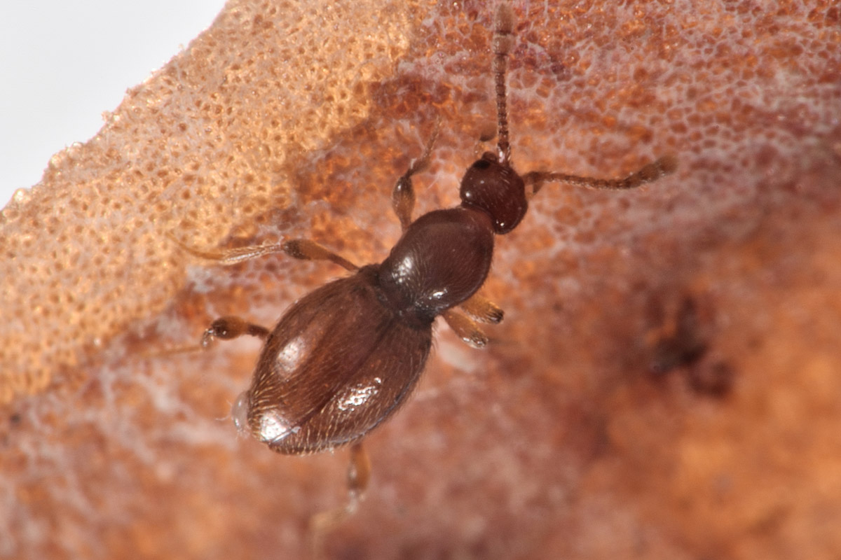 Scydmaenidae: Scydmaenus rufus?